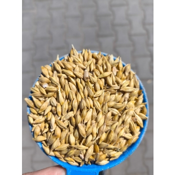 Jęczmień pasza całe ziarno dla kur gołębi 20kg